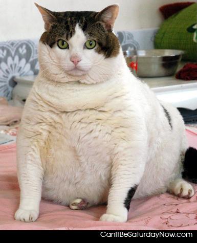 Fat cat - hes fat